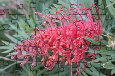 grevillea