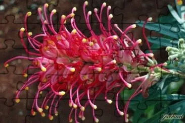 grevillea jigsaw puzzle