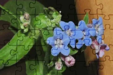 פאזל של fleur