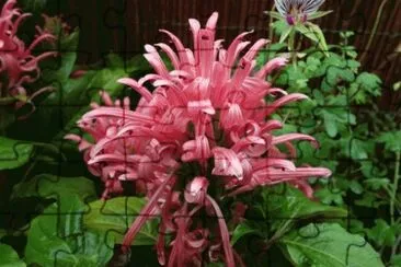פאזל של justicia carnea
