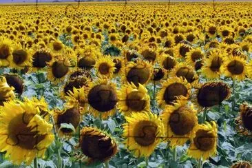 פאזל של Girasoles bonaerenses. Argentina