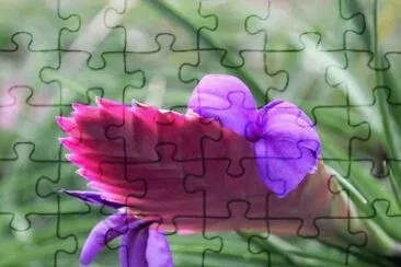 tillandsia jigsaw puzzle