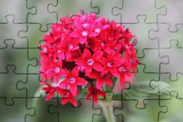 pentas lanceolata