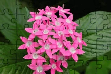 pentas lanceolata