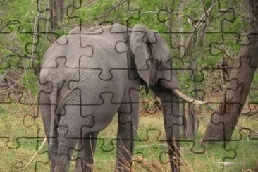 Elefante de Botswana - África jigsaw puzzle
