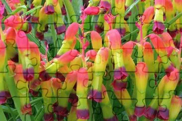 lachenalia jigsaw puzzle