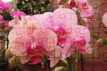 glory jigsaw puzzle
