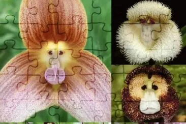 Monkey Face Orchids