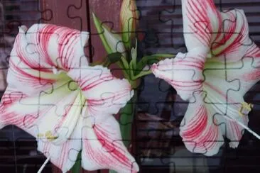 amaryllis jigsaw puzzle