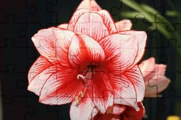 amaryllis jigsaw puzzle