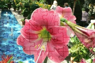 amaryllis