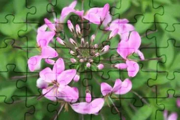cleome jigsaw puzzle