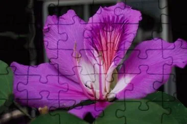 bauhinia jigsaw puzzle