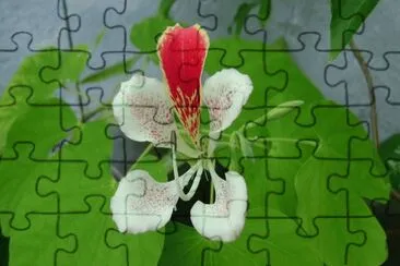 fleur jigsaw puzzle