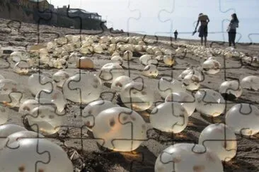 Huevos de caracoles. Costa atlÃ¡ntica argentina