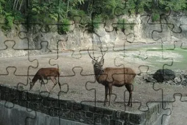 zoologico jigsaw puzzle