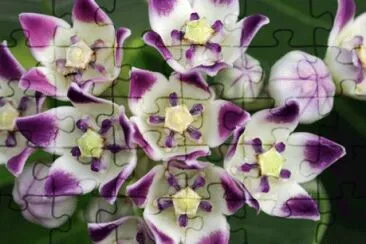 calotropis jigsaw puzzle