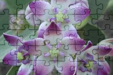 calotropis