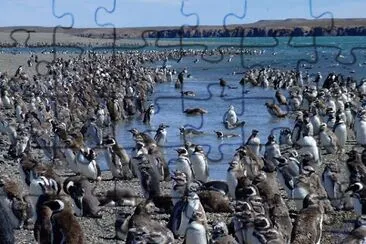 Isla PingÃ¼ino. Puerto Deseado. Patagonia argentina jigsaw puzzle