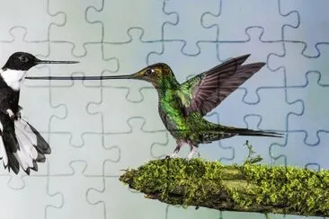 colibrÃ­es jigsaw puzzle