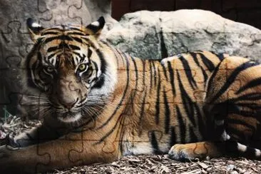 tigre