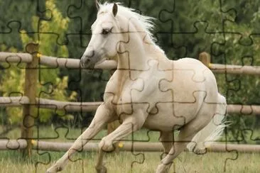 CABALLO BLANCO