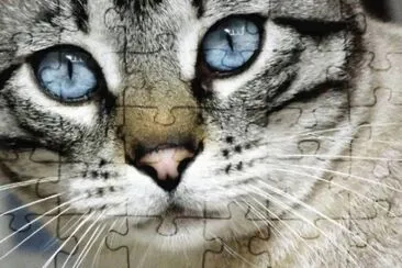 gatito
