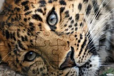 leopardo