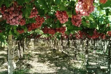 ViÃ±edos mendocinos. Argentina