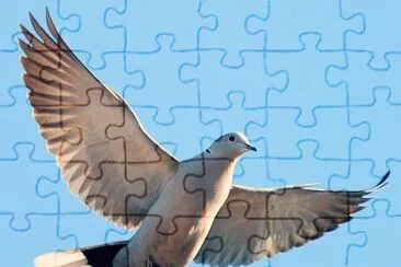 Tortora jigsaw puzzle