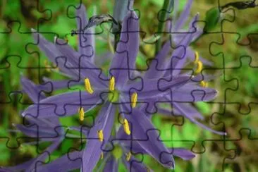 camassia