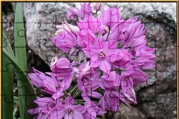 allium