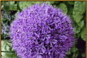 allium