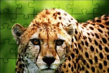 leopard jigsaw puzzle