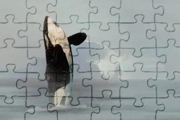 Jubarte jigsaw puzzle