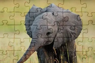 Elephant