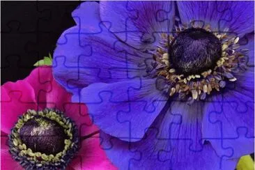 פאזל של Purple and Pink