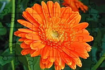 calendula