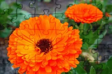 calendula