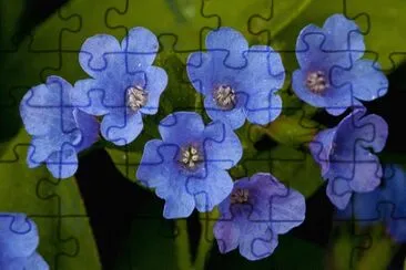 fleur