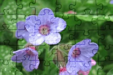 fleur