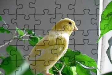 CANARIO AMARILLO SALVAJE. jigsaw puzzle