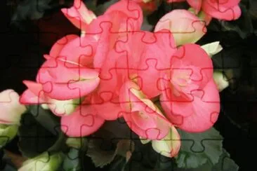 begonia