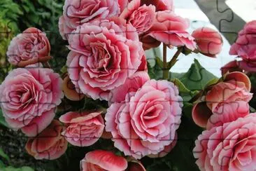begonia