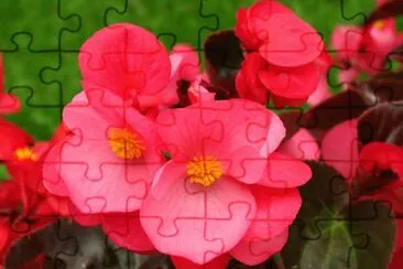 begonia