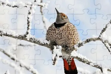 ave en canada national geographic jigsaw puzzle