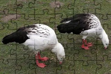 Guayatas en la Laguna de Los Pozuelos. Jujuy jigsaw puzzle
