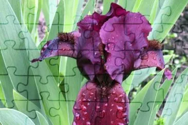 iris