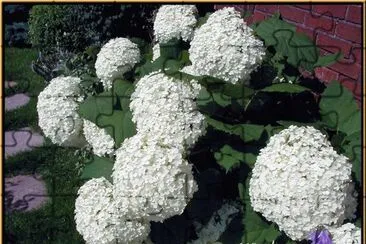 hydrangea