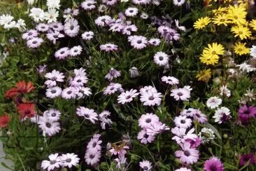 Flors